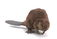 藏品(美洲河狸)的圖片