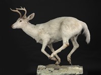 藏品(白尾鹿)的圖片