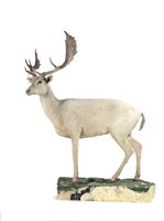 藏品(黇鹿)的圖片