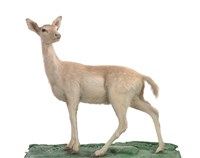 藏品(黇鹿)的圖片