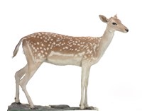 藏品(黇鹿)的圖片