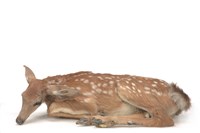 藏品(白尾鹿)的圖片