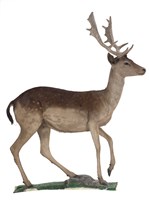 藏品(黇鹿)的圖片