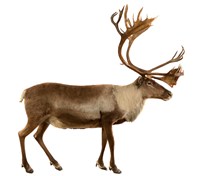 藏品(瘠地馴鹿)的圖片