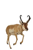 藏品(北美叉角羚)的圖片