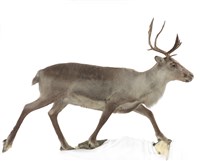 藏品(林地馴鹿)的圖片