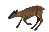 藏品(林地馴鹿)的圖片