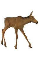 藏品(麋鹿（駝鹿）)的圖片