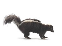 藏品(條紋臭鼬)的圖片