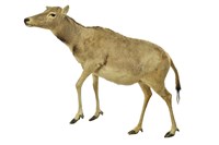 藏品(四不像鹿（麈、麋鹿）)的圖片