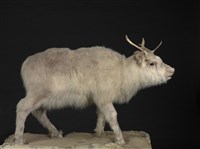 藏品(北歐馴鹿)的圖片