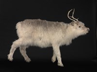 藏品(北歐馴鹿)的圖片