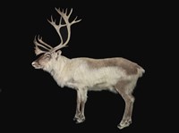 藏品(斯瓦爾巴馴鹿)的圖片