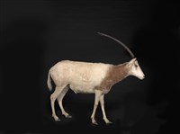 藏品(彎角劍羚)的圖片