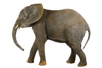 藏品(非洲象)的圖片