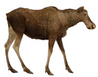 藏品(歐洲麋鹿（歐洲駝鹿）)的圖片