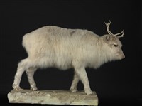 藏品(北歐馴鹿)的圖片