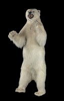 藏品(北極熊)的圖片