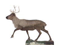 藏品(北歐馴鹿)的圖片