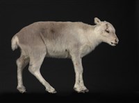 藏品(皮爾里馴鹿)的圖片