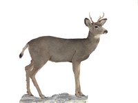 藏品(騾鹿)的圖片