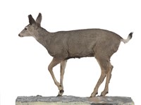 藏品(騾鹿)的圖片