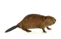 藏品(美洲河狸)的圖片