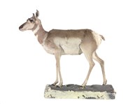 藏品(北美叉角羚)的圖片