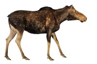 藏品(阿拉斯加麋鹿（阿拉斯加駝鹿）)的圖片