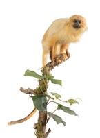 藏品(金獅狨)的圖片