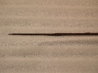 藏品(竹箭)的圖片