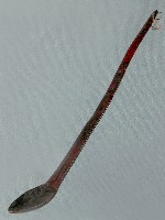 藏品(木彫匙)的圖片