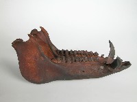 藏品(獸骨)的圖片