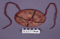 藏品(籐帽)的圖片