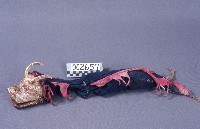 藏品(道具(豬))的圖片