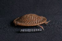 藏品(道具(盾))的圖片