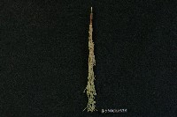 藏品(布袋戲道具(馬索))的圖片