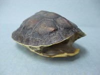 藏品(龜殼)的圖片