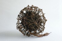 藏品(刺球)的圖片