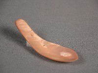 藏品(貝匙)的圖片