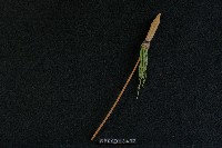 藏品(武器)的圖片