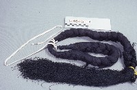 藏品(髮辮)的圖片