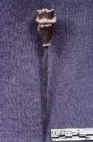 藏品(五營頭)的圖片