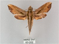 館藏編號:000063-00202的藏品圖