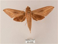 藏品(直翅斜紋天蛾)的圖片