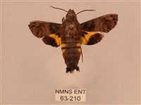 館藏編號:000063-00210的藏品圖