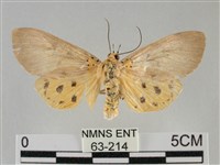 館藏編號:000063-00214的藏品圖