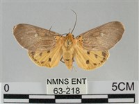 館藏編號:000063-00218的藏品圖