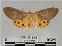 館藏編號:000063-00222的藏品圖