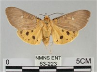 館藏編號:000063-00223的藏品圖